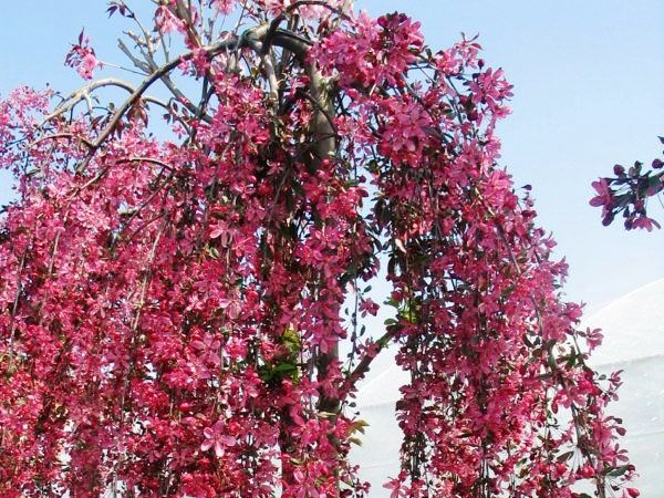 Obelis ,Royal Beauty' (lot. Malus) -c10 Obelis ,Royal Beauty' (lot. Malus) -c10